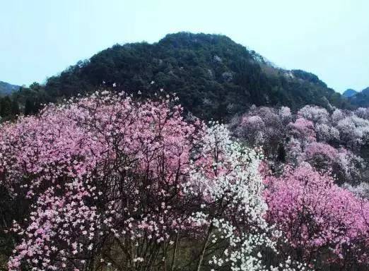 处辛夷花观赏点去过的竟说坑？冰球突破技巧深扒四川绵阳3