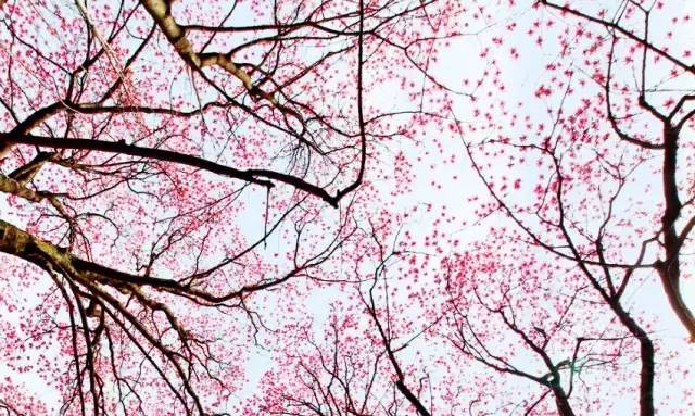 处辛夷花观赏点去过的竟说坑?冰球突破技巧深扒四川绵阳3(图3) 处辛夷花观赏点去过的竟说坑?冰球突破技巧深扒四川绵阳3(图3)