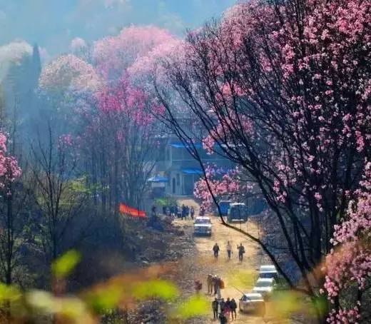 处辛夷花观赏点去过的竟说坑?冰球突破技巧深扒四川绵阳3(图4) 处辛夷花观赏点去过的竟说坑?冰球突破技巧深扒四川绵阳3(图4)