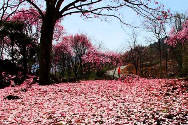 处辛夷花观赏点去过的竟说坑?冰球突破技巧深扒四川绵阳3(图5) 处辛夷花观赏点去过的竟说坑?冰球突破技巧深扒四川绵阳3(图5)