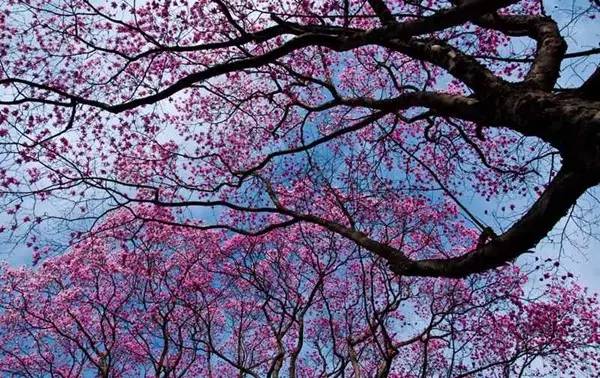 处辛夷花观赏点去过的竟说坑?冰球突破技巧深扒四川绵阳3(图6) 处辛夷花观赏点去过的竟说坑?冰球突破技巧深扒四川绵阳3(图6)