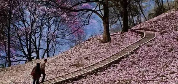 处辛夷花观赏点去过的竟说坑?冰球突破技巧深扒四川绵阳3(图10) 处辛夷花观赏点去过的竟说坑?冰球突破技巧深扒四川绵阳3(图10)