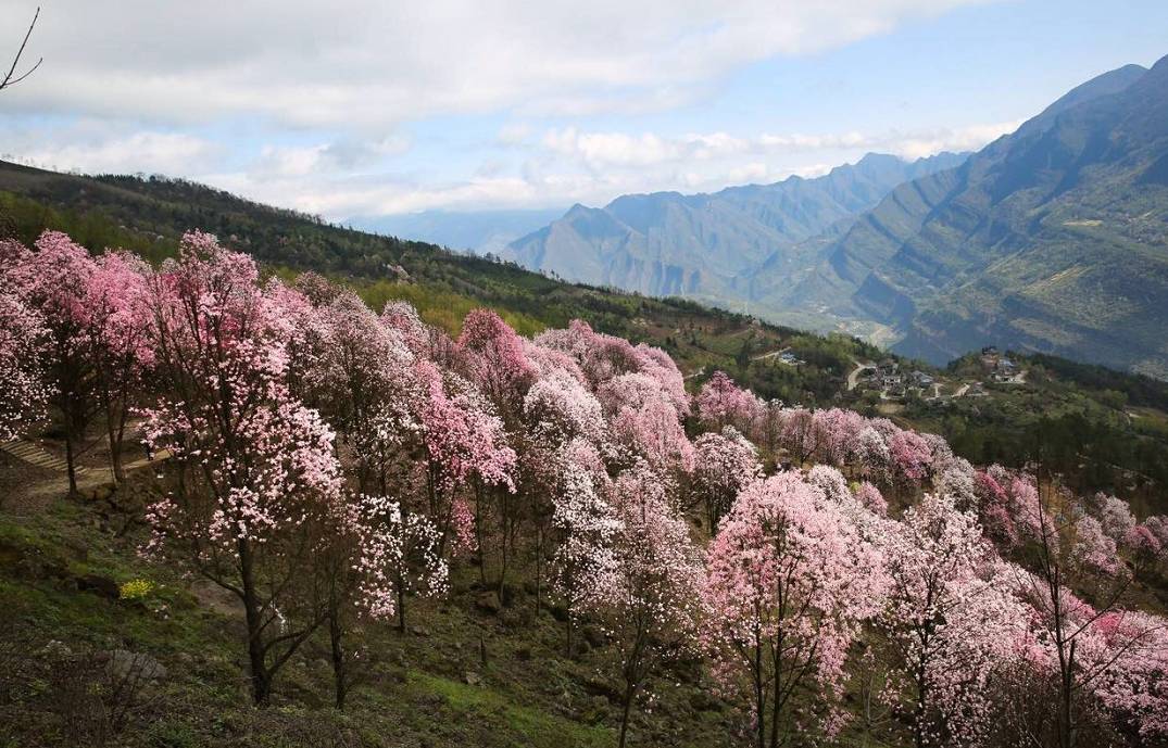 处辛夷花观赏点去过的竟说坑?冰球突破技巧深扒四川绵阳3(图9) 处辛夷花观赏点去过的竟说坑?冰球突破技巧深扒四川绵阳3(图9)